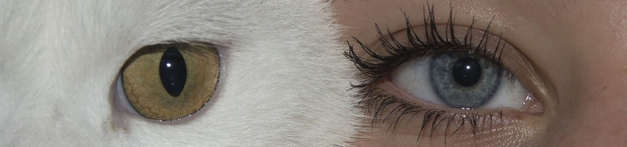banner-dolcifusa-1