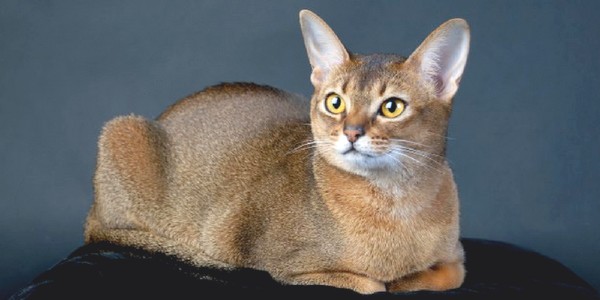 gatto-abissino-dolcifusa