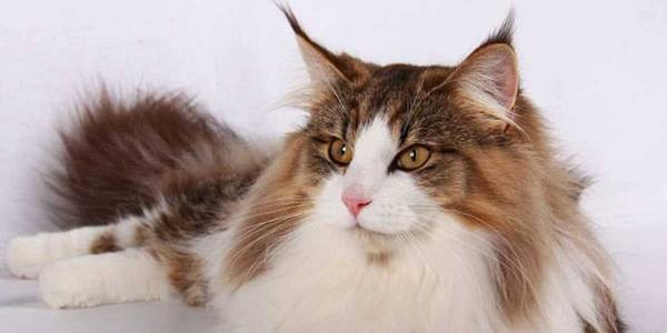 gatto-ggigante-dolcifusa