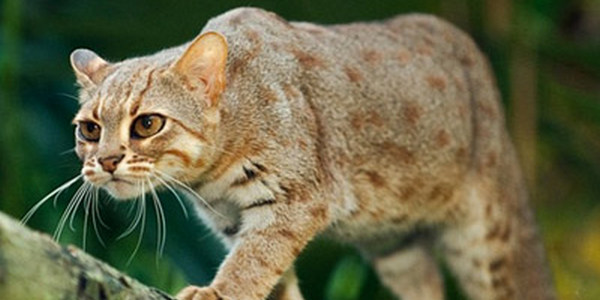 gatto-non-di-razza-dolcifusa
