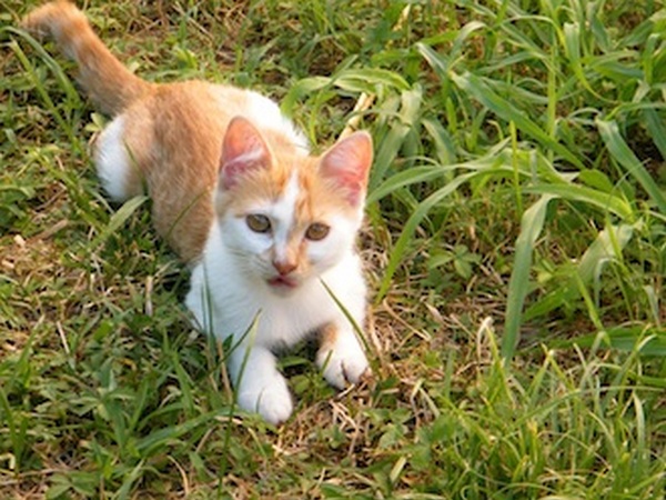 ginger-items-dolcifusa