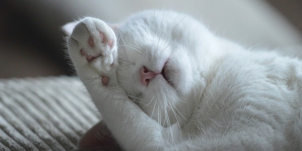 malattie-gatto-dolcifusa0