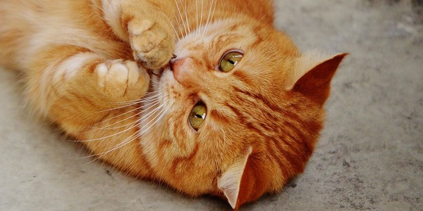 malattie-gatto-dolcifusa2