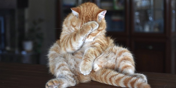 malattie-gatto-dolcifusa3