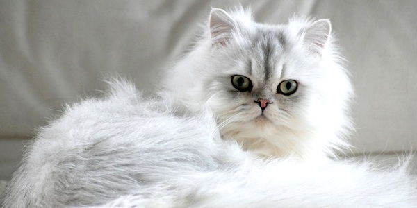 gatto-persiano-dolcifusa